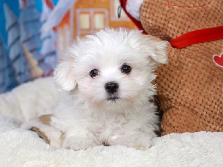 Coton De Tulear