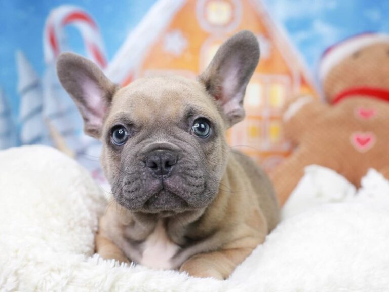 French Bulldog