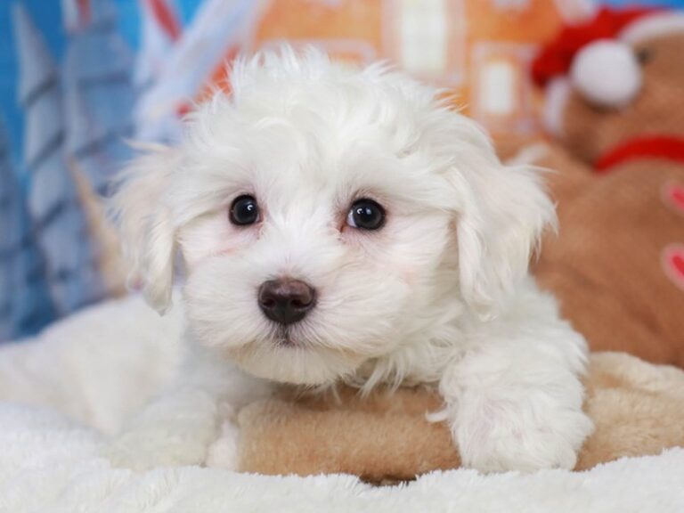 Coton De Tulear