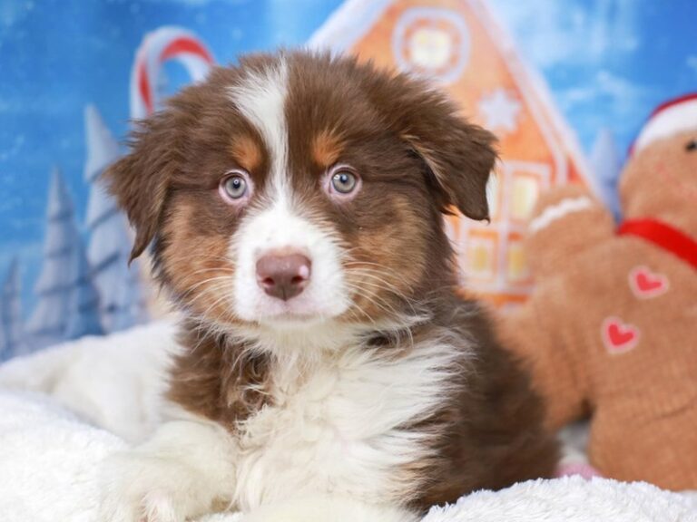 Australian Shepherd