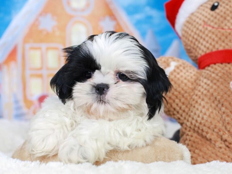 Shih Tzu