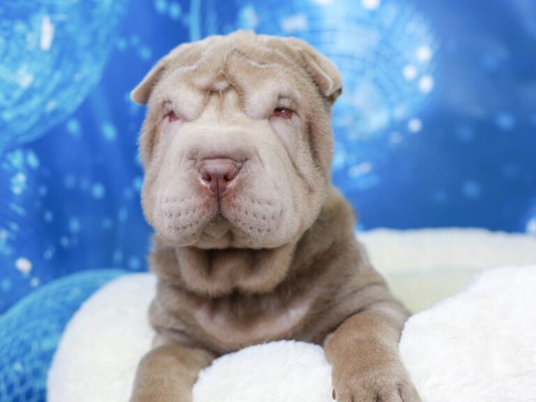 Shar Pei
