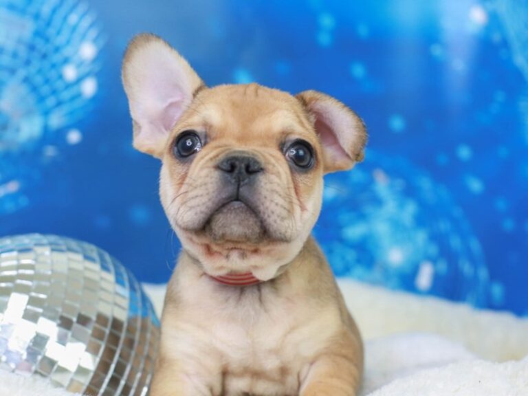 French Bulldog