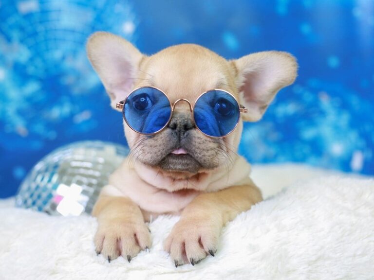 French Bulldog