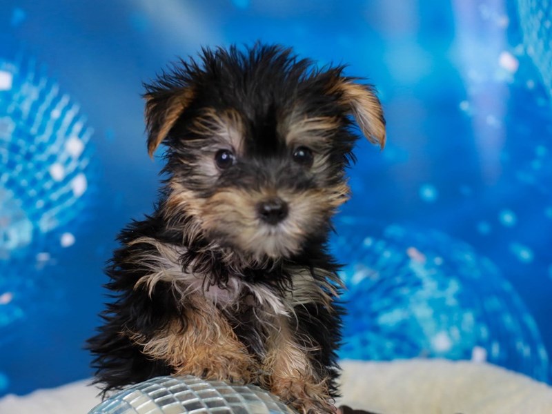 Biewer Terrier-Male--2947992-Animal Kingdom | Puppies N Love