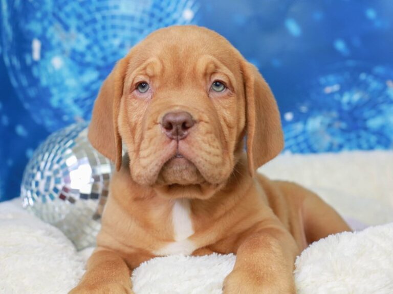 Dogue De Bordeaux