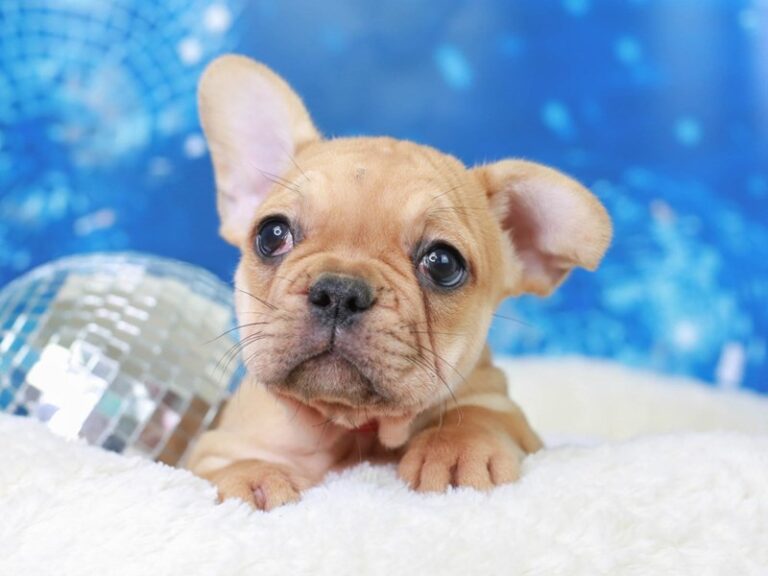 French Bulldog