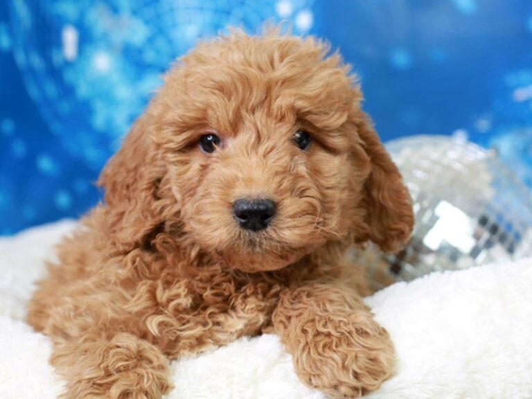 Mini Goldendoodle