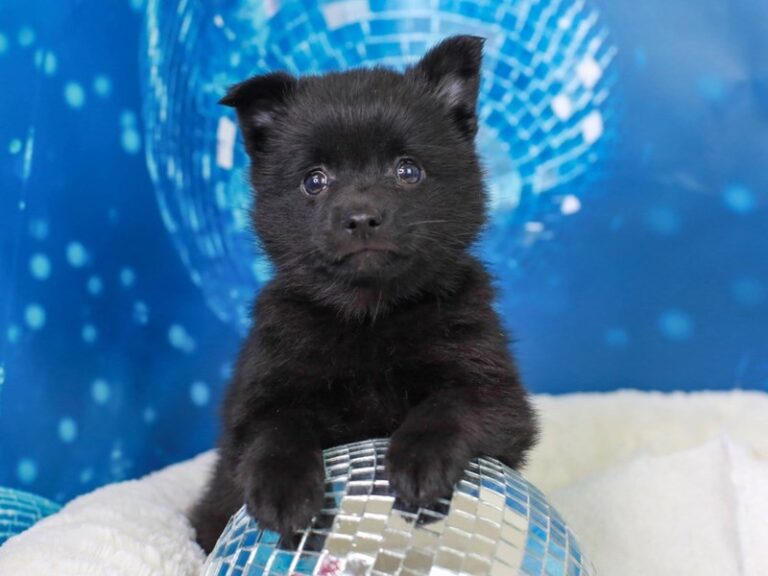 Schipperke