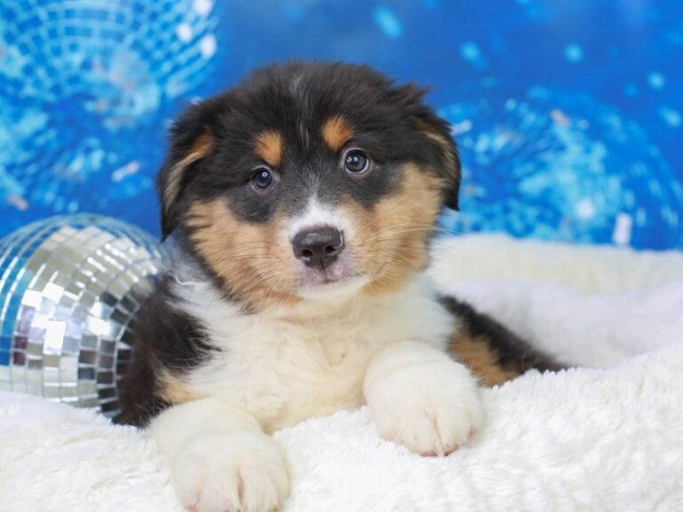 Australian Shepherd