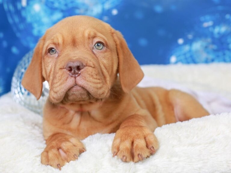 Dogue De Bordeaux