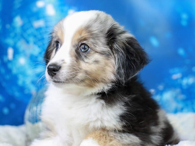 Mini American Shepherd