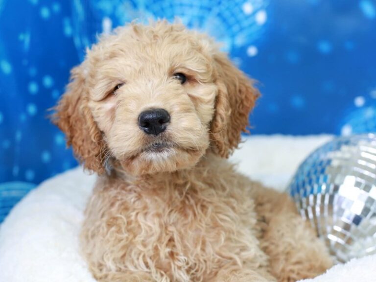 Mini Goldendoodle
