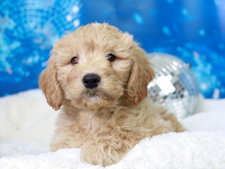 Mini Goldendoodle