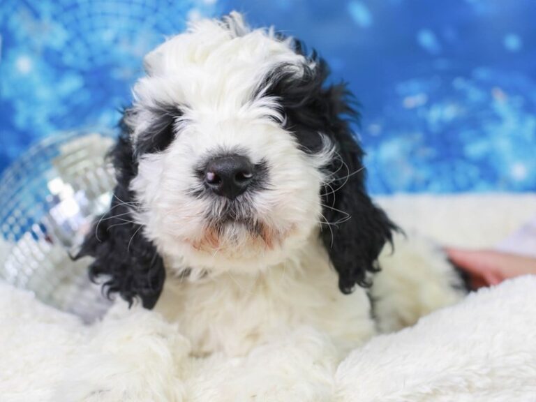 Mini Bernadoodle