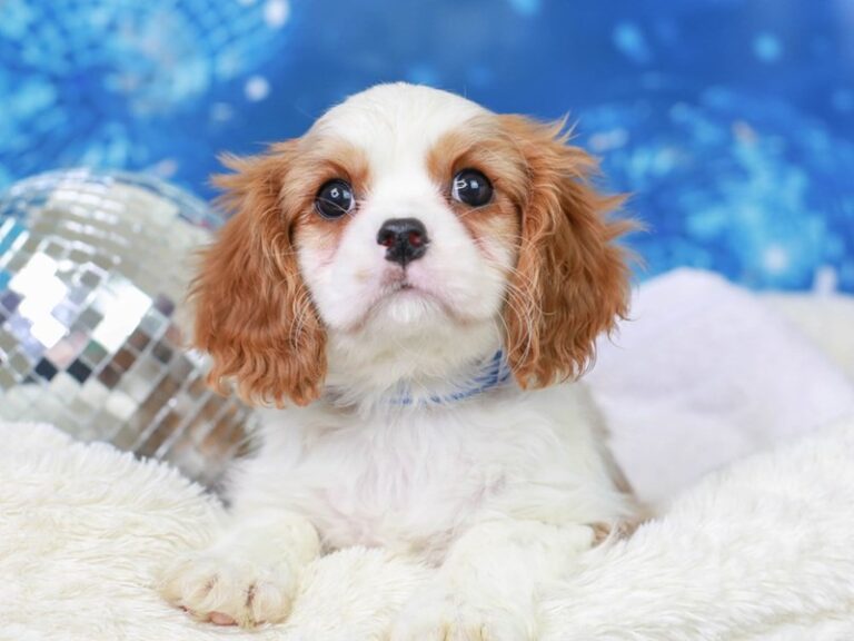 Cavalier King Charles Spaniel
