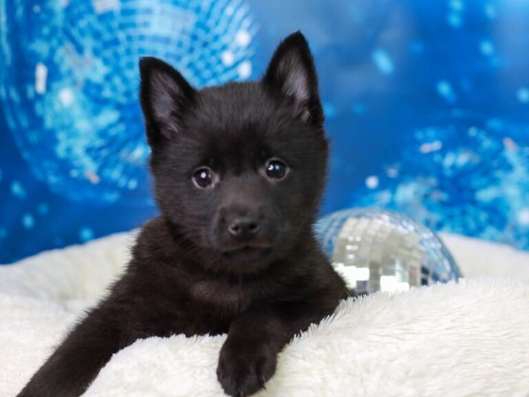 Schipperke