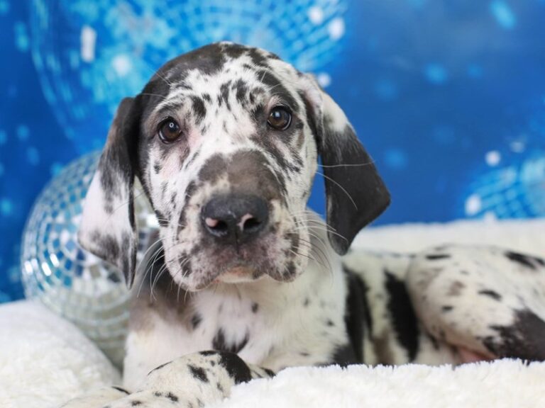 Great Dane