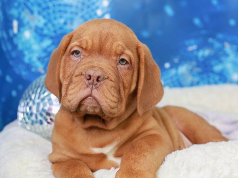 Dogue De Bordeaux