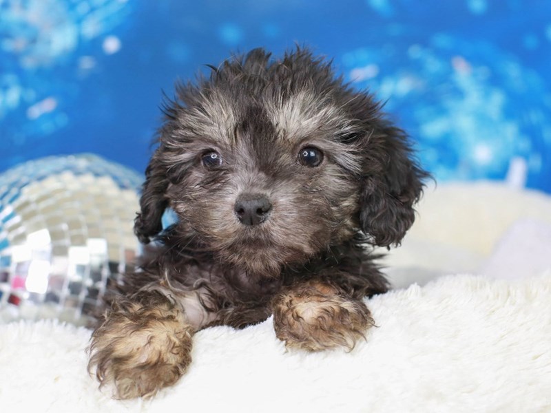 Hava Poo-Male--2948709-Animal Kingdom | Puppies N Love