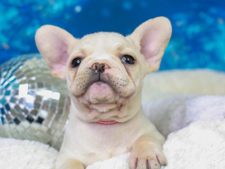 French Bulldog