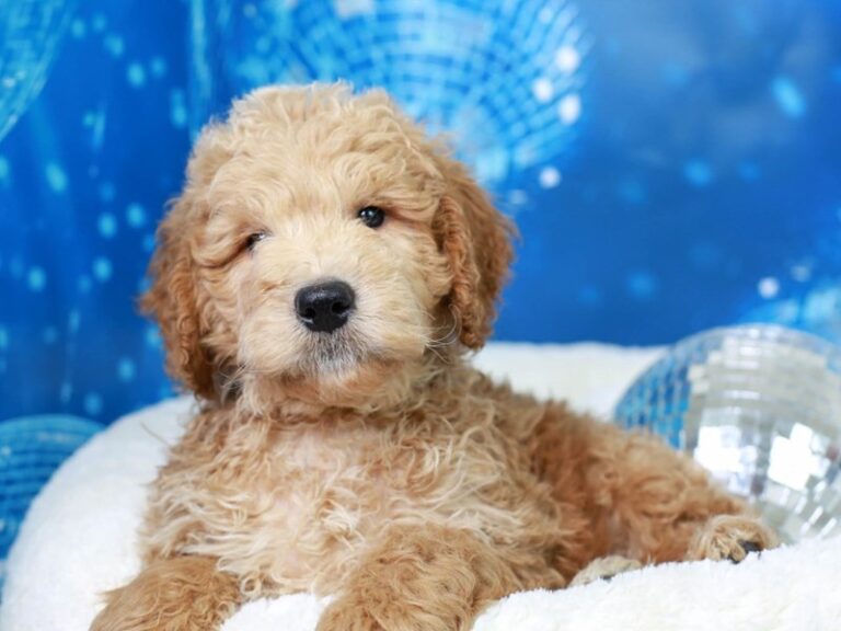 Mini Goldendoodle