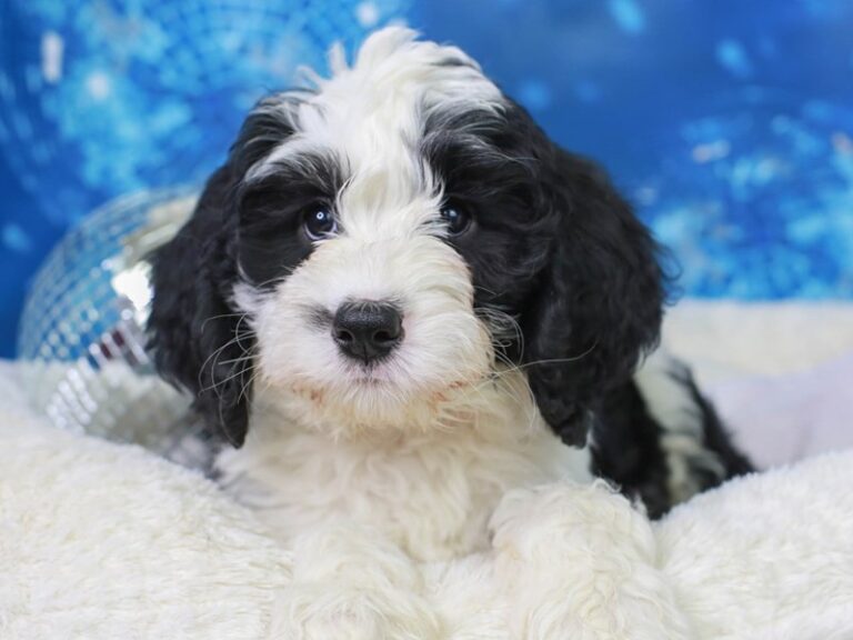 Mini Bernadoodle