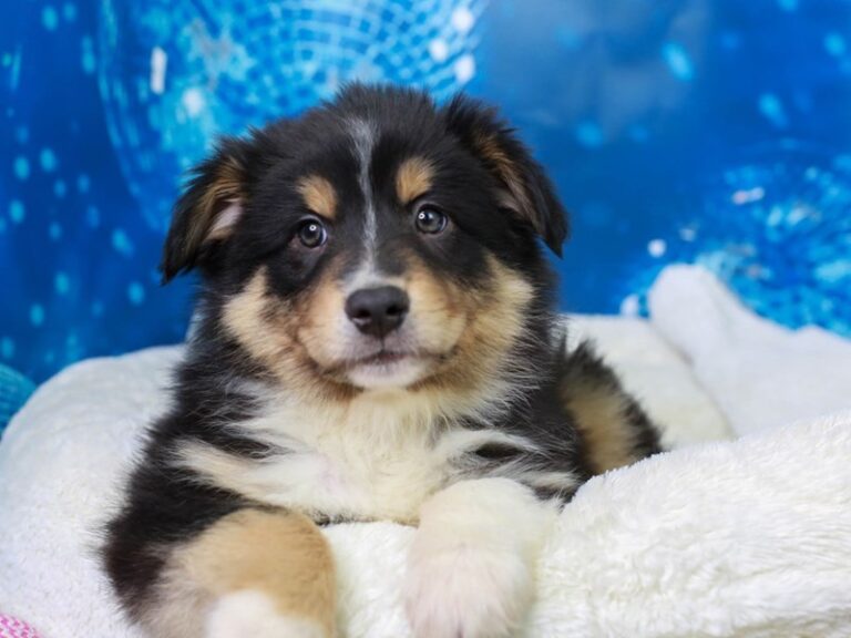 Australian Shepherd