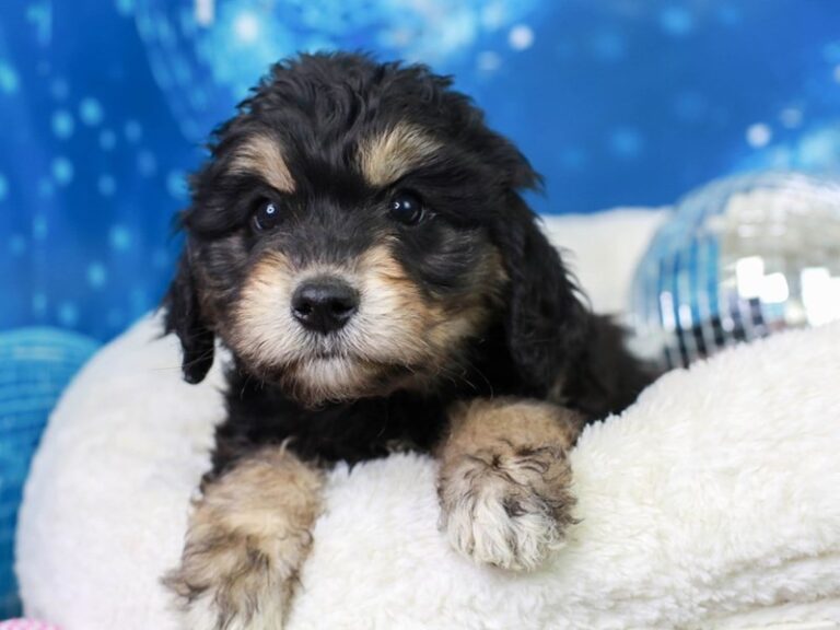 Aussiedoodle