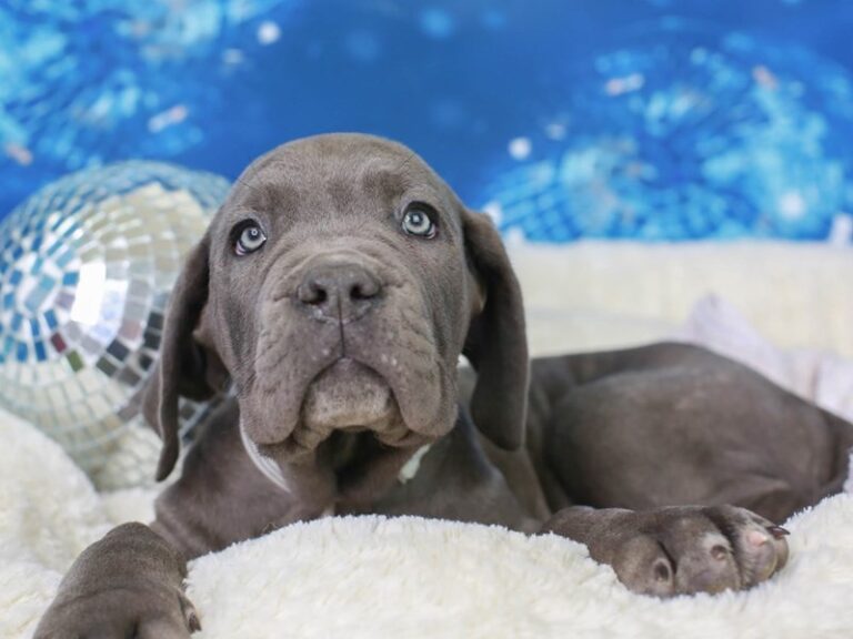 Neapolitan Mastiff
