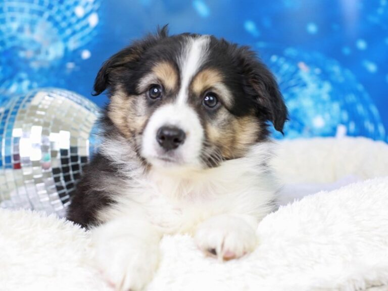 Mini American Shepherd
