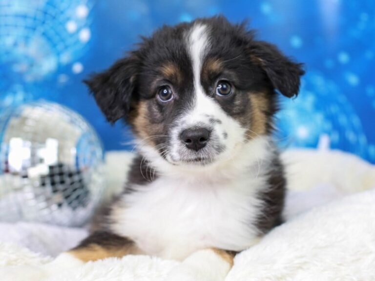 Mini American Shepherd