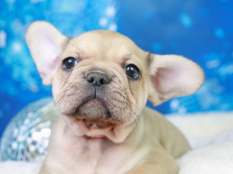 French Bulldog
