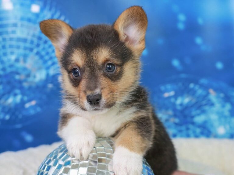 Pembroke Welsh Corgi