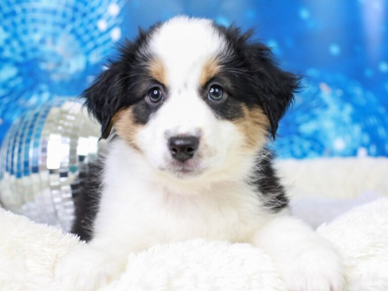 Mini American Shepherd