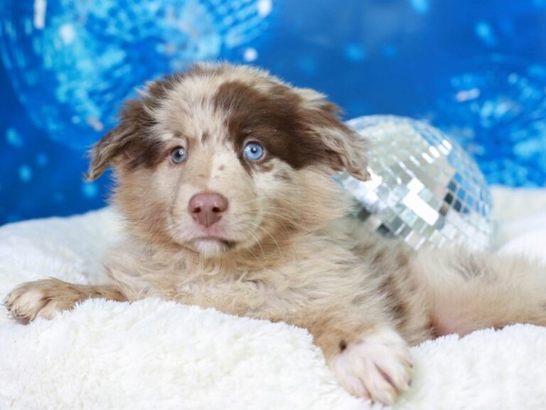 Mini Aussie
