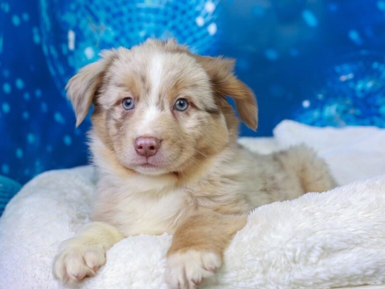 Australian Shepherd