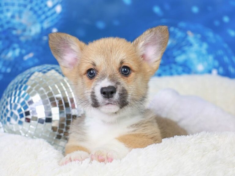 Pembroke Welsh Corgi