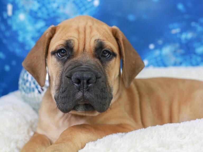 Bull Mastiff