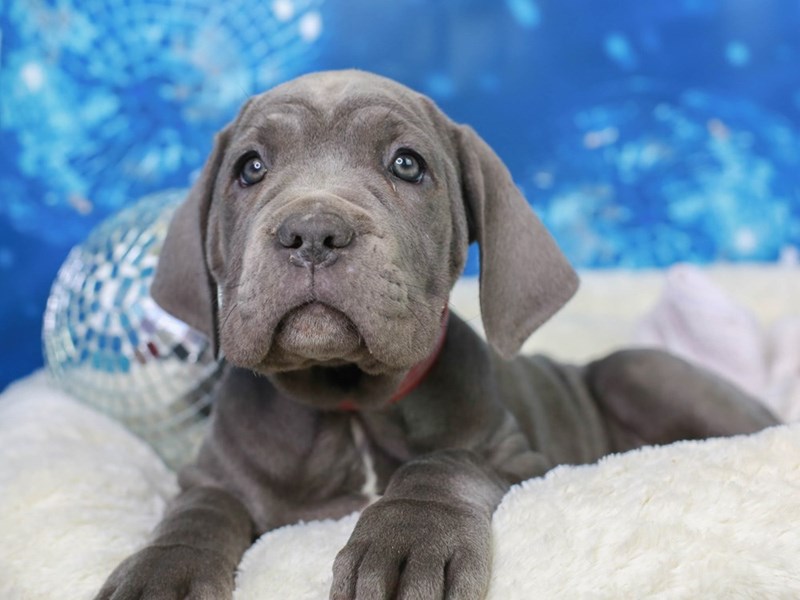 Neapolitan Mastiff-Female--2948651-Animal Kingdom | Puppies N Love