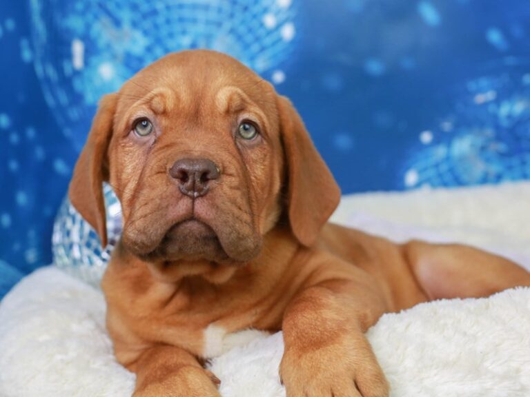 Dogue De Bordeaux