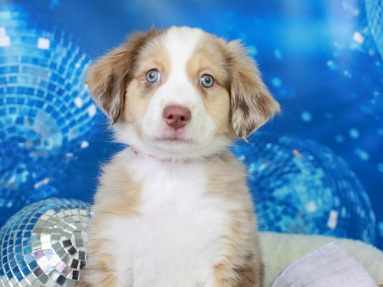 Mini American Shepherd