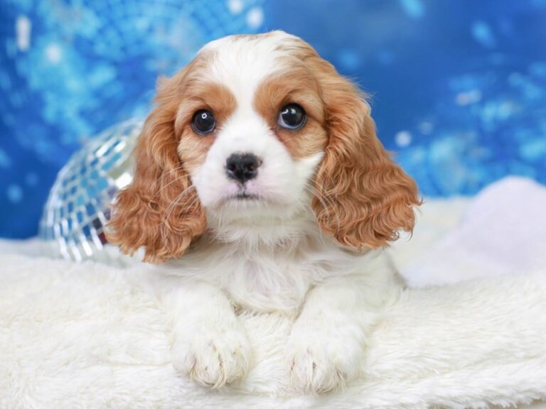 Cavalier King Charles Spaniel