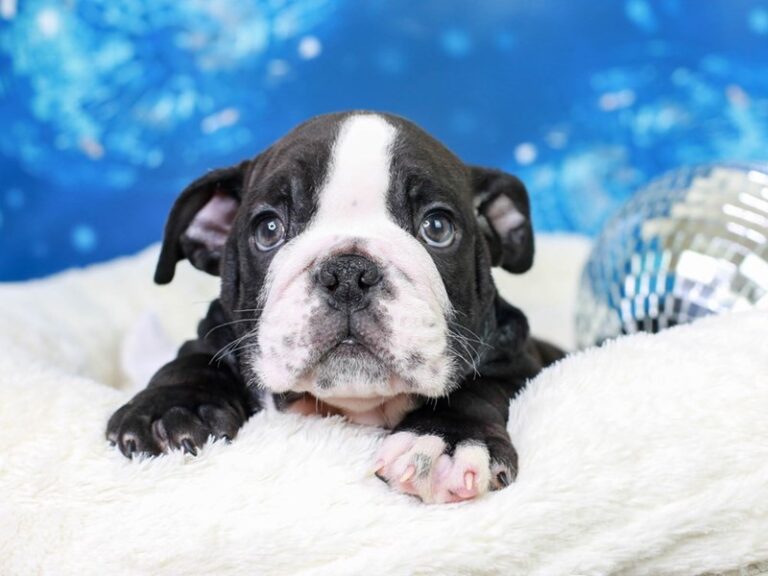 English Bulldog