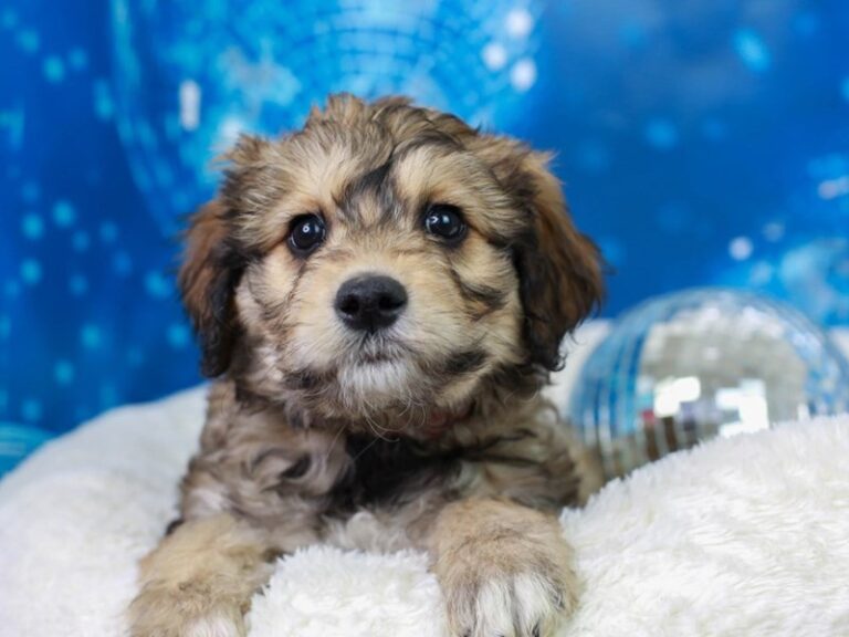 Aussiedoodle