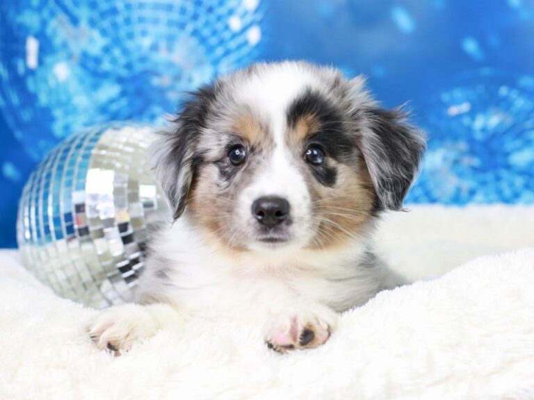 Mini American Shepherd