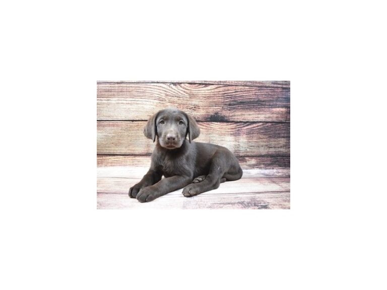 Labrador Retriever