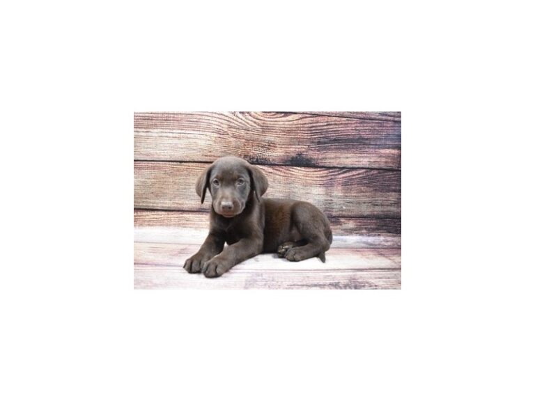 Labrador Retriever