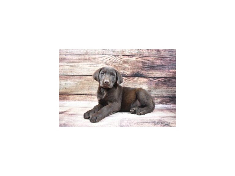 Labrador Retriever