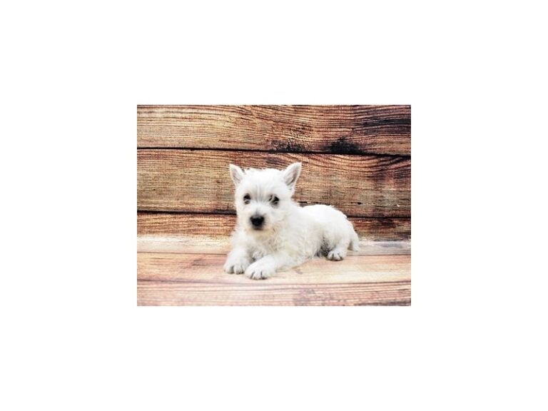 West Highland White Terrier